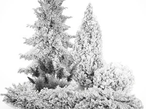 Garden of thuja and cypress trees with pampas grass bushes 1163 3D Model