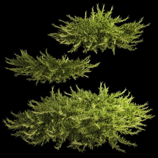 Juniper and thuja bushes for landscape design 1164 Modelo 3D .c4d .max .obj .3ds .fbx .stl .blend 