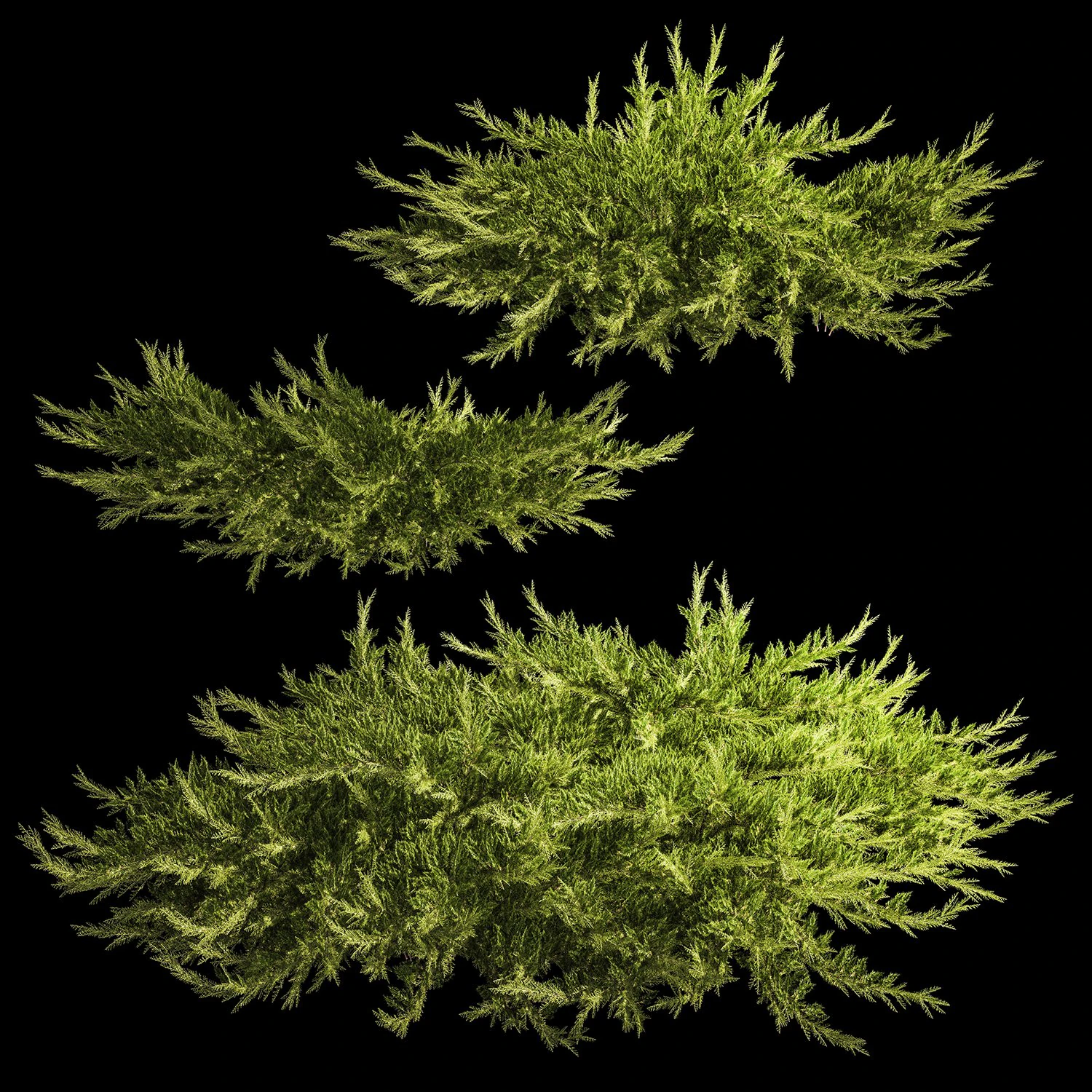 Juniper and thuja bushes for landscape design 1164 3D Model .c4d .max .obj .3ds .fbx .stl .blend 