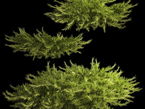 Juniper and thuja bushes for landscape design 1164 3D Model