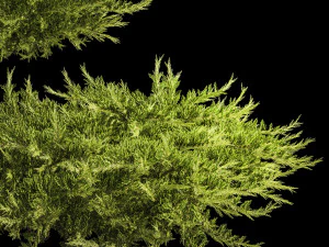 Juniper and thuja bushes for landscape design 1164 3D Model
