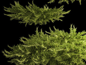 Juniper and thuja bushes for landscape design 1164 Modelo 3D