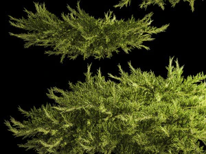 Juniper and thuja bushes for landscape design 1164 3D Model