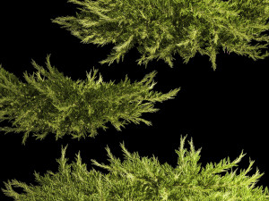 Juniper and thuja bushes for landscape design 1164 Modelo 3D