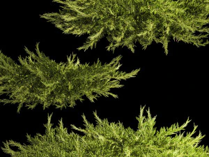Juniper and thuja bushes for landscape design 1164 3D Model