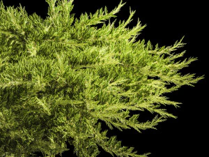 Juniper and thuja bushes for landscape design 1164 3D Model