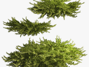 Juniper and thuja bushes for landscape design 1164 Modelo 3D