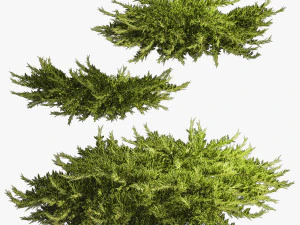 Juniper and thuja bushes for landscape design 1164 3D Model