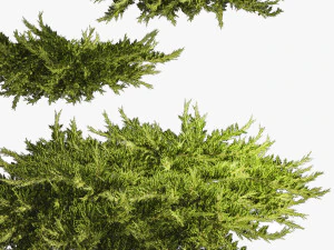 Juniper and thuja bushes for landscape design 1164 3D Model