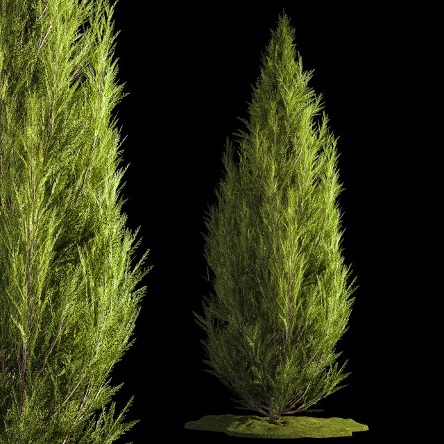 Juniper and thuja bushes for landscape design 1165 Model 3D .c4d .max .obj .3ds .fbx .stl .blend 