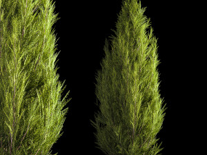 Juniper and thuja bushes for landscape design 1165 3D Model