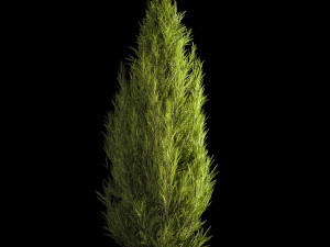 Juniper and thuja bushes for landscape design 1165 Model 3D