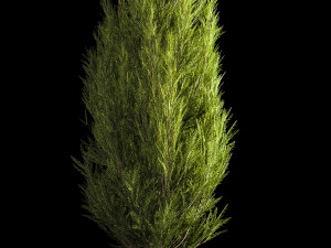 Juniper and thuja bushes for landscape design 1165 Model 3D