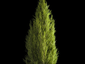 Juniper and thuja bushes for landscape design 1165 Model 3D