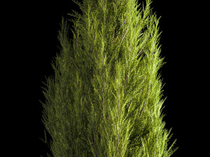 Juniper and thuja bushes for landscape design 1165 Model 3D