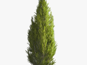 Juniper and thuja bushes for landscape design 1165 Model 3D