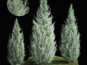 Blue Cypress Juniper And Thuja 1166 3D मॉडल