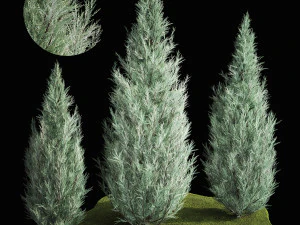 ブルー サイプレス ジュニパーとトゥジャ 1166 3Dモデル