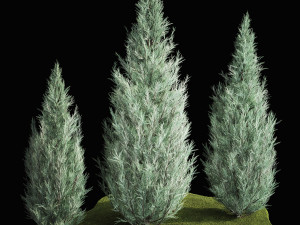 Blue Cypress Juniper And Thuja 1166 3D Модель