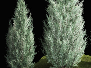 Blue Cypress Juniper And Thuja 1166 3D Модель