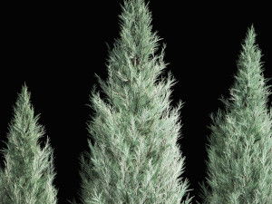 Blue Cypress Juniper And Thuja 1166 3D Модель