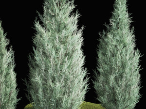 Blue Cypress Juniper And Thuja 1166 3D Модель