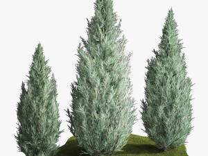 Blue Cypress Juniper And Thuja 1166 3D Модель