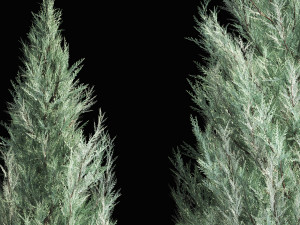 Blue Cypress Juniper And Thuja 1166 3D Модель
