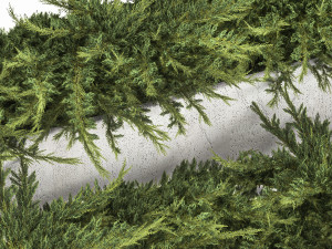 Cypress And Juniper With A Bench For An Park 1167 3D Model