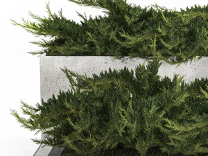 Cypress And Juniper With A Bench For An Park 1167 3D Model