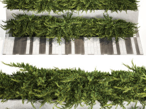 Cypress and juniper for the urban environment 1168 3D 模型