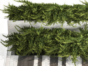Cypress and juniper for the urban environment 1168 Modelo 3D