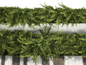 Cypress and juniper for the urban environment 1168 Modelo 3D