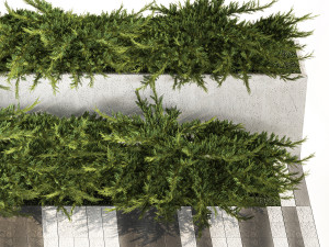 Cypress and juniper for the urban environment 1168 Modelo 3D