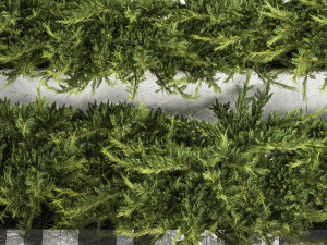Cypress and juniper for the urban environment 1168 Modelo 3D