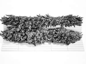 Cypress and juniper for the urban environment 1168 Modelo 3D