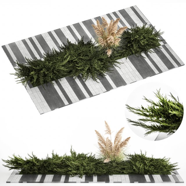 Juniper bushes and pampas grass for landscaping 1170 Model 3D .c4d .max .obj .3ds .fbx .stl .blend 