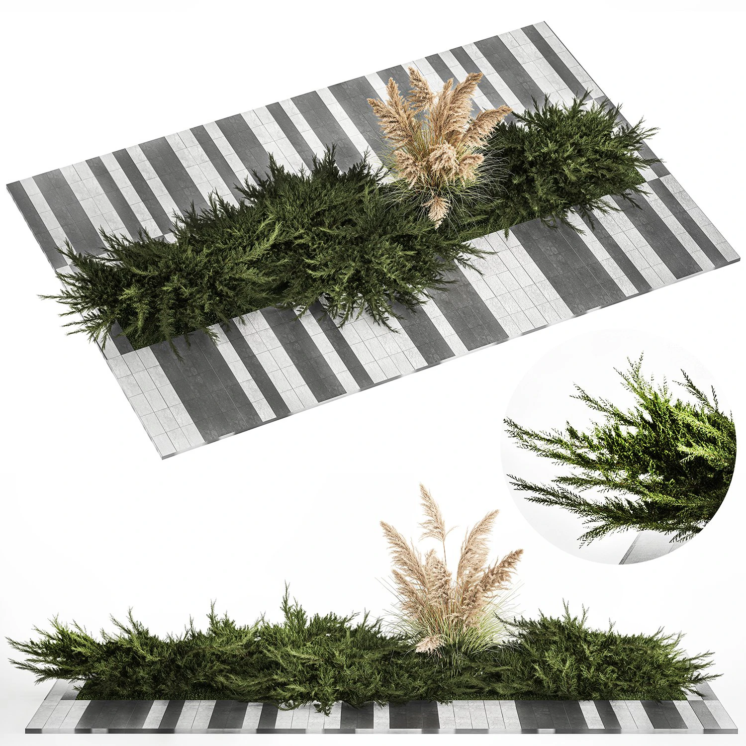 Juniper bushes and pampas grass for landscaping 1170 3D Model .c4d .max .obj .3ds .fbx .stl .blend