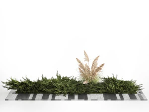 Juniper bushes and pampas grass for landscaping 1170 3D Model