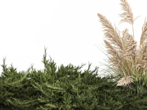 Juniper bushes and pampas grass for landscaping 1170 3D Model