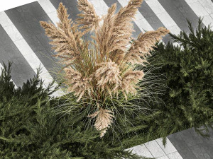 Juniper bushes and pampas grass for landscaping 1170 3D Model