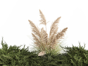 Juniper bushes and pampas grass for landscaping 1170 Model 3D