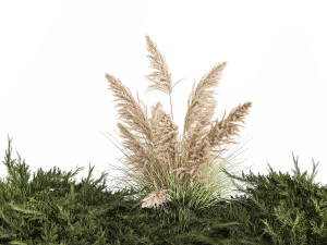 Juniper bushes and pampas grass for landscaping 1170 3D Model