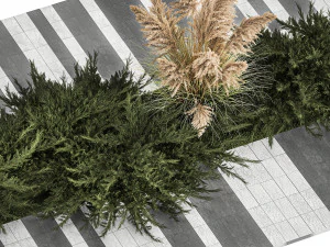Juniper bushes and pampas grass for landscaping 1170 3D Model