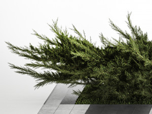 Juniper bushes and pampas grass for landscaping 1170 Model 3D