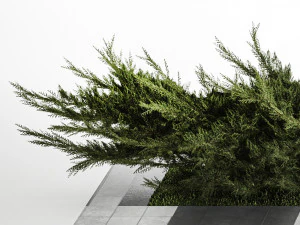 Juniper bushes and pampas grass for landscaping 1170 3D Model