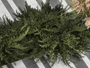 Juniper bushes and pampas grass for landscaping 1170 3D Model
