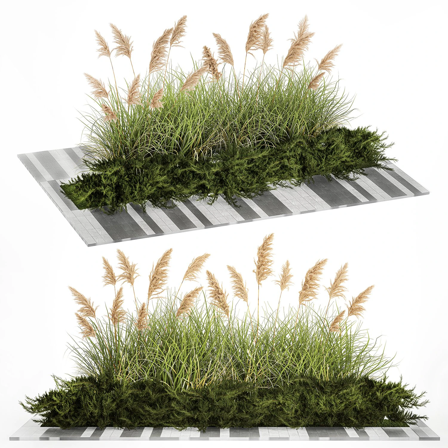 Juniper bushes and pampas grass for landscaping 1171 3D Model .c4d .max .obj .3ds .fbx .stl .blend