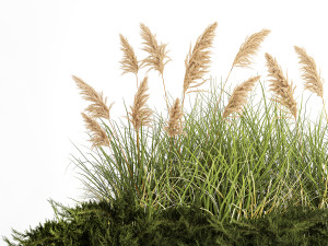 Juniper bushes and pampas grass for landscaping 1171 Modello 3D