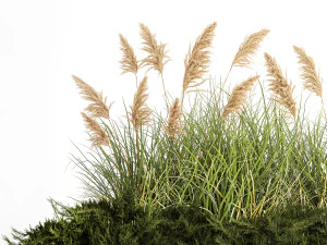 Juniper bushes and pampas grass for landscaping 1171 3D Model